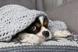 cute-dog-under-warm-blanket