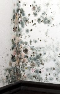 How to Identify & Get Rid of Black Mold From Water Damage